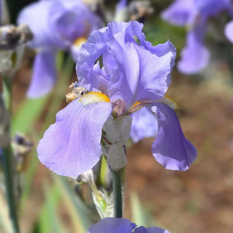 Variegated Gold Bearded Iris - Image 3