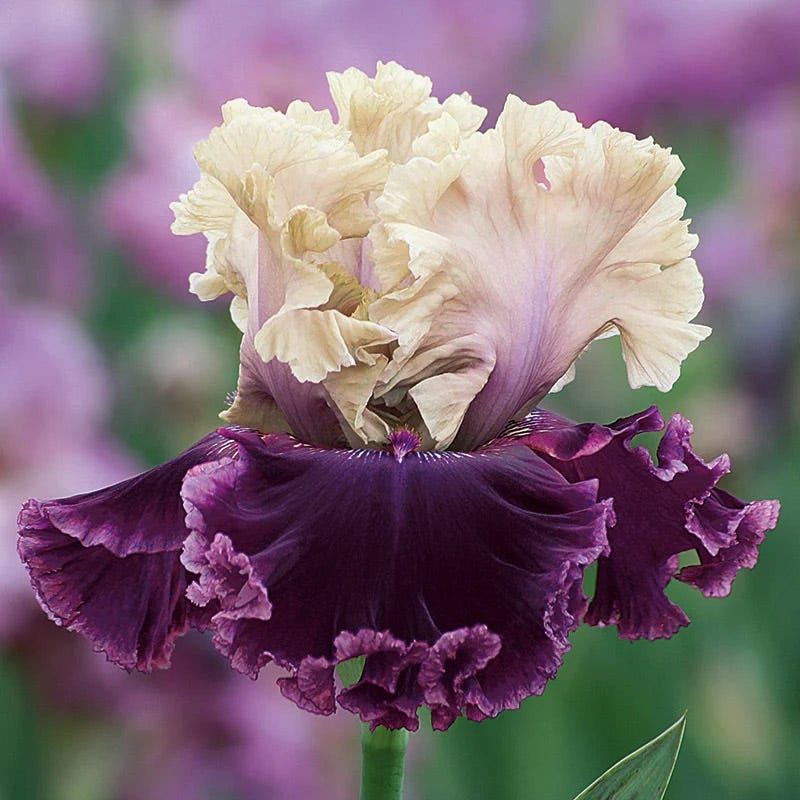 Vintage Ruffles Bearded Iris Collection - Image 4