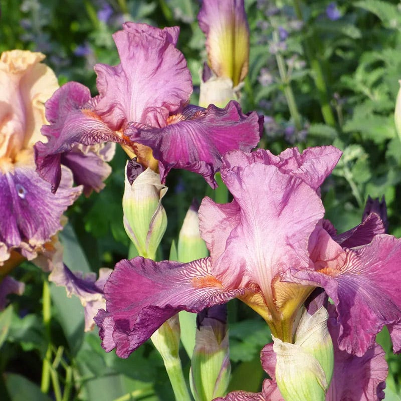 Vintage Ruffles Bearded Iris Collection - Image 5