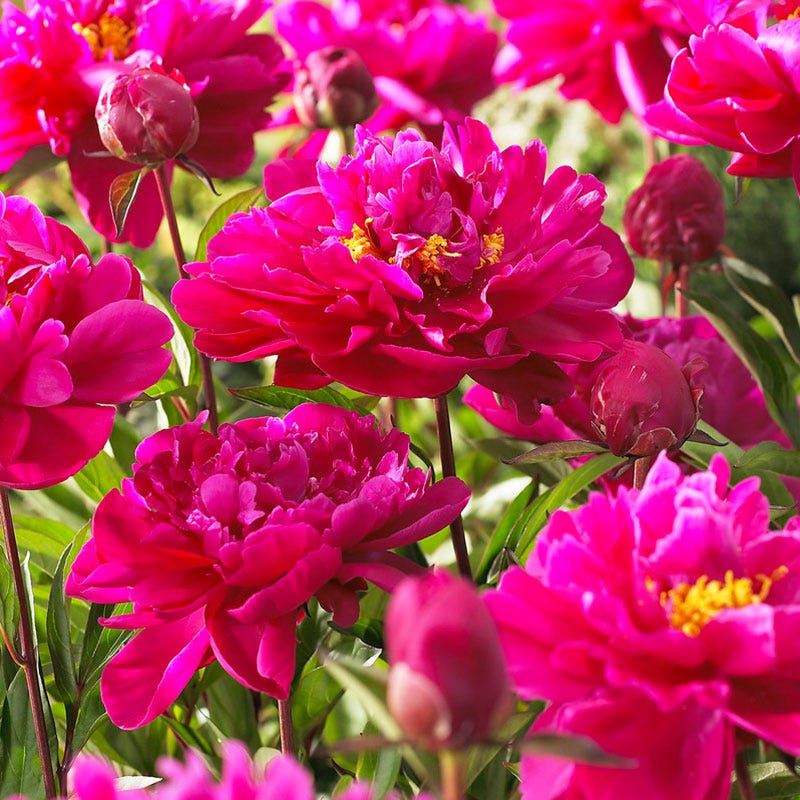 Beautiful Bouquets Pre-Planned Garden - Image 11