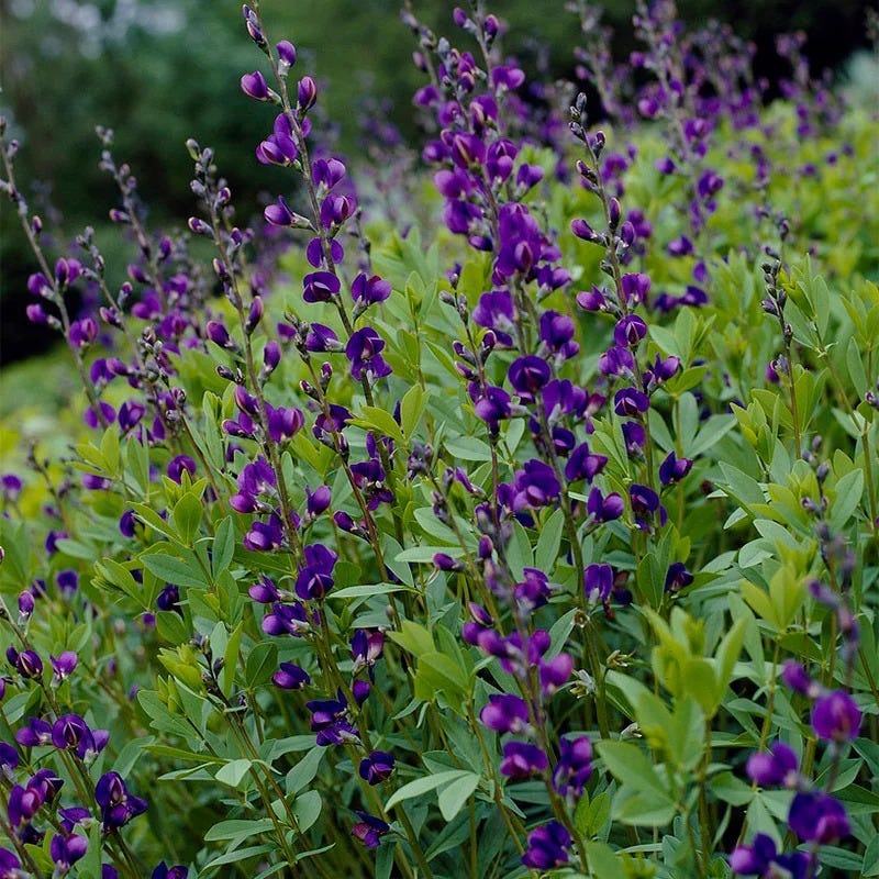 Beautiful Bouquets Pre-Planned Garden - Image 9