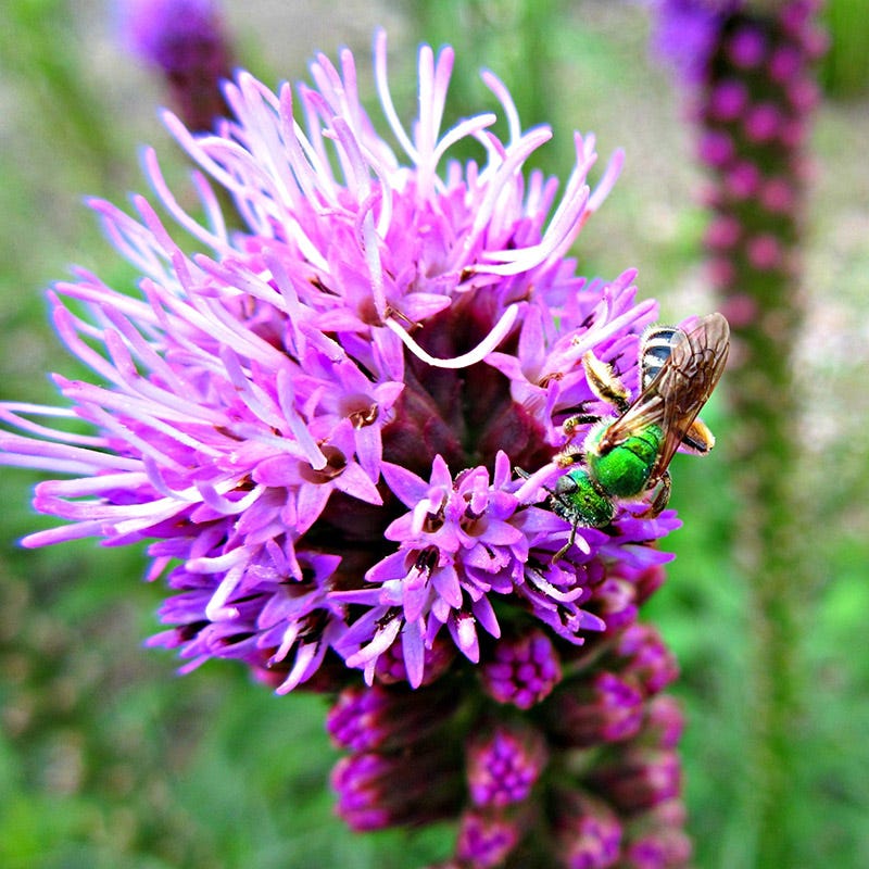 Native Bee Banquet Wildflower Seed Mix - Image 3