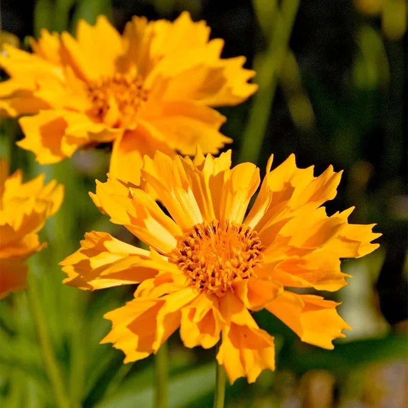 Pollinator Power Plant Collection - Image 4