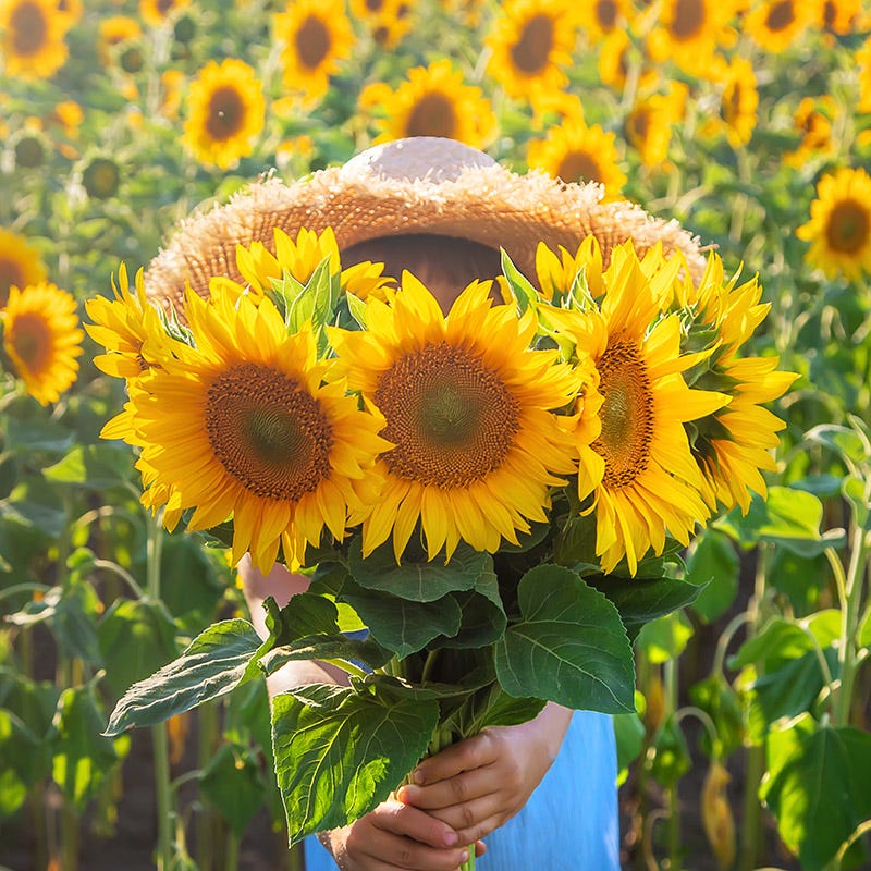 Bouquets For Days Annual Wildflower Seed Collection - Image 4