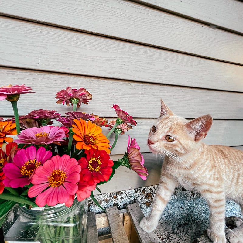 Bouquets For Days Annual Wildflower Seed Collection - Image 5