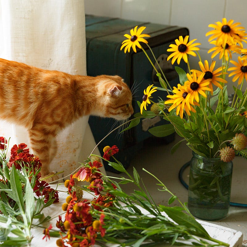 Bouquets For Days Perennial Wildflower Seed Collection - Image 2