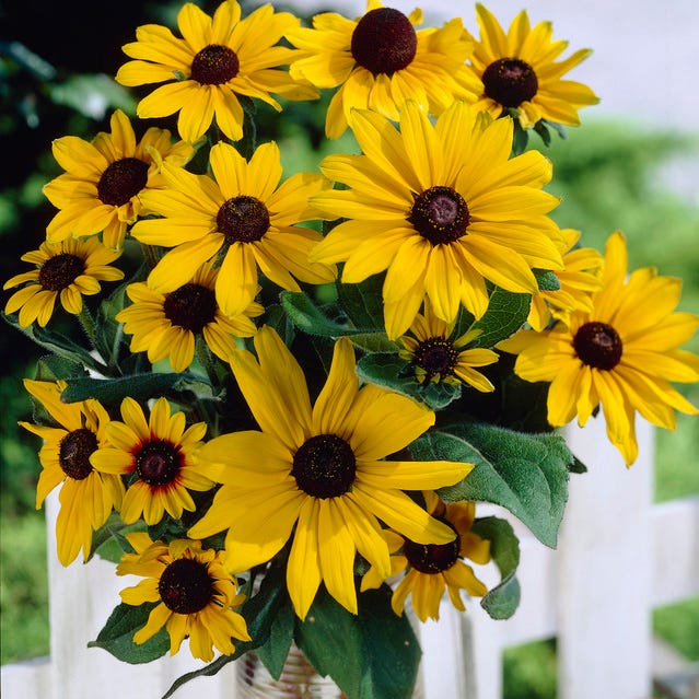 Bouquets For Days Perennial Wildflower Seed Collection - Image 5