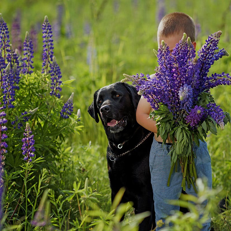 Bouquets For Days Perennial Wildflower Seed Collection - Image 6