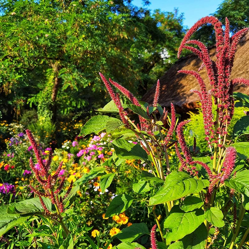 Bouquets For Days Wildflower Seed Mix - Image 4