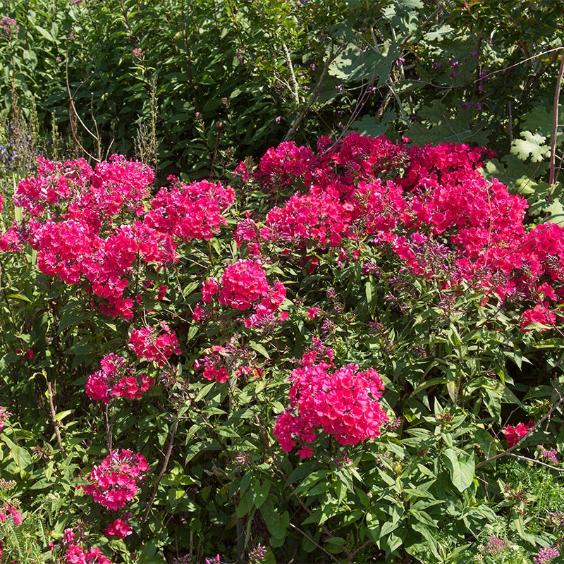 Butterfly & Hummingbird Pre-Planned Garden - Image 12