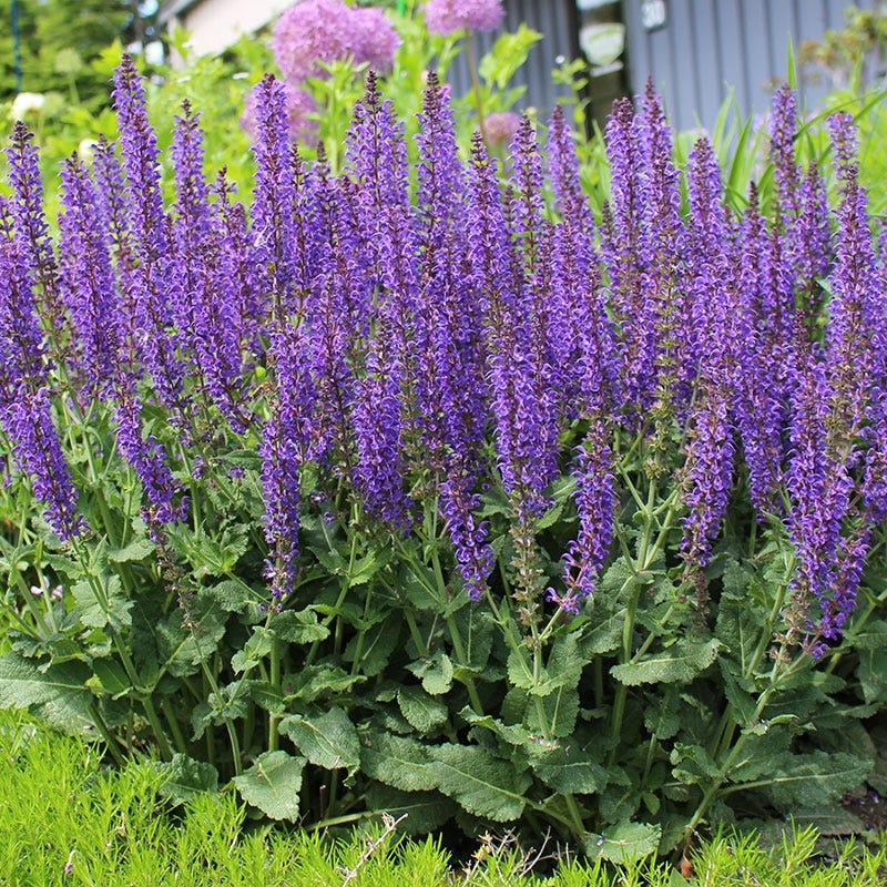 Butterfly & Hummingbird Pre-Planned Garden - Image 7