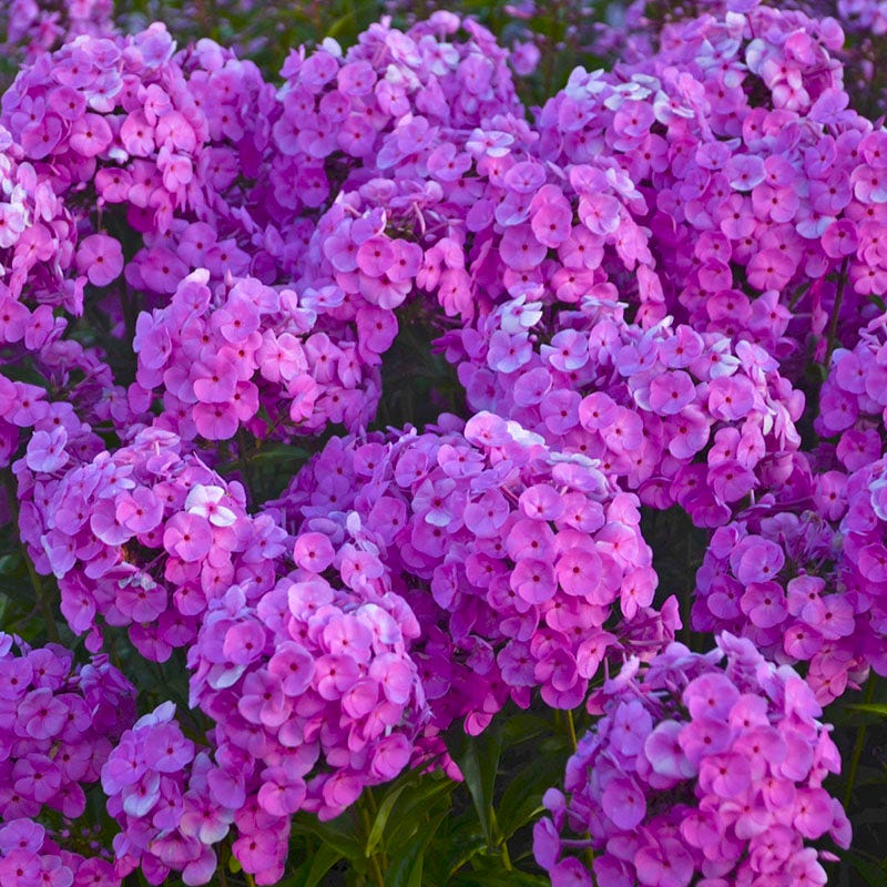 Buzz & Flutter Pollinator Pre-Planned Garden - Image 6