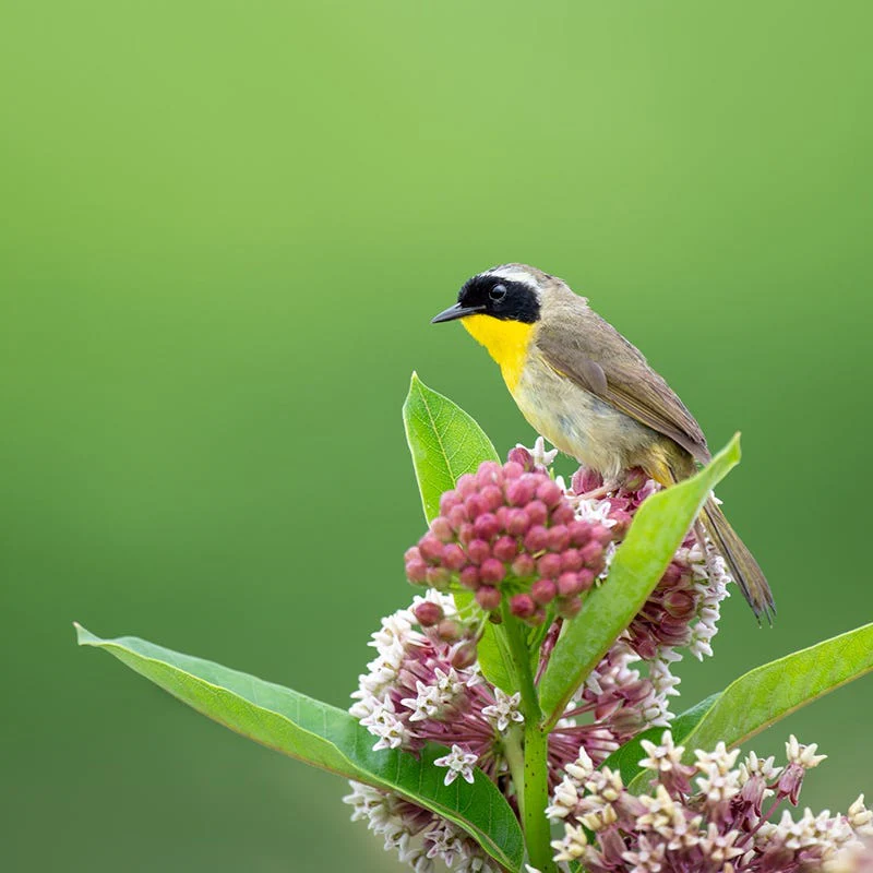 Buzz & Flutter Pollinator Pre-Planned Garden - Image 8