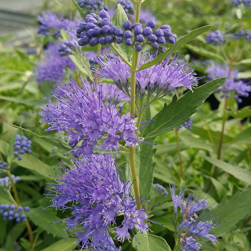 Buzz & Flutter Pollinator Pre-Planned Garden - Image 9