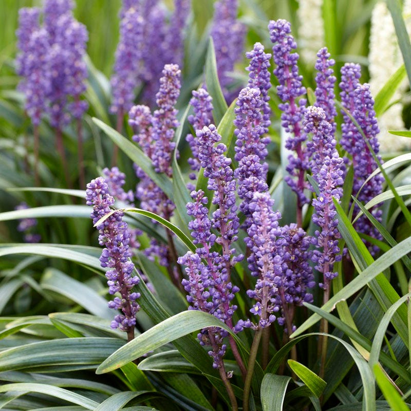 Carefree Ornamental Grass Pre-Planned Garden - Image 4