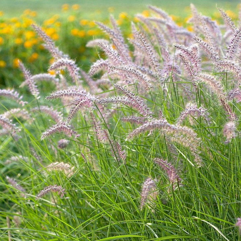 Carefree Ornamental Grass Pre-Planned Garden - Image 6
