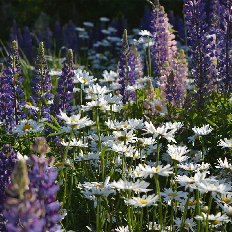 Shasta Daisy & Perennial Lupine Seed Combo - Image 3