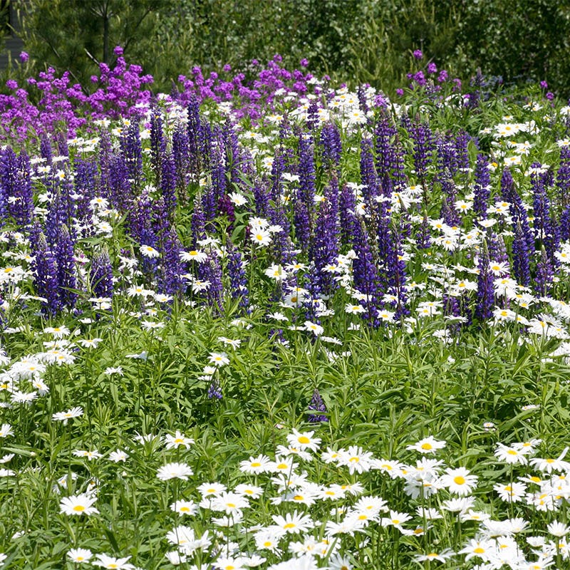Shasta Daisy & Perennial Lupine Seed Combo - Image 4