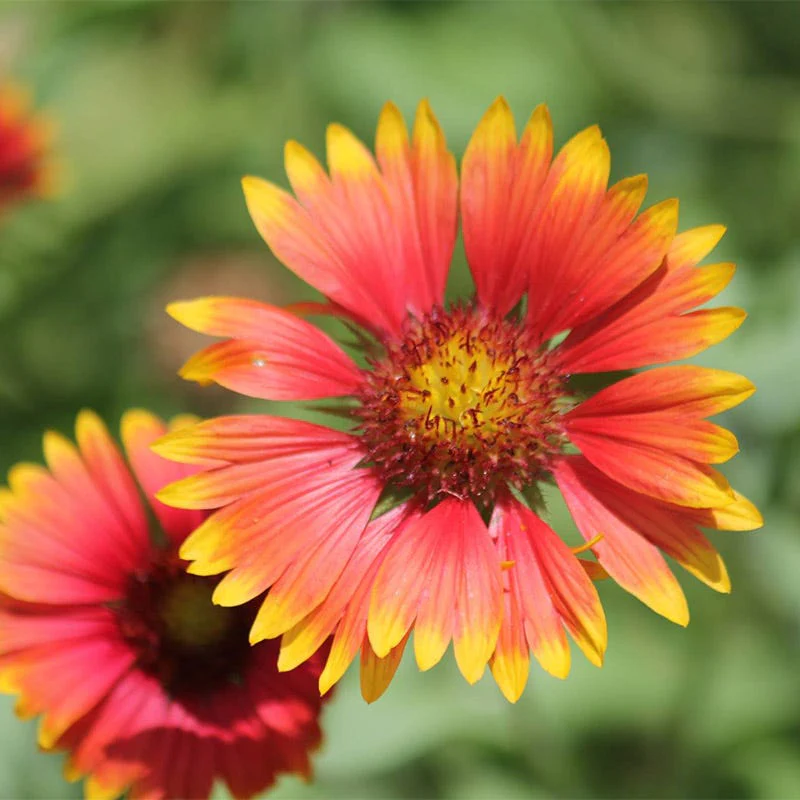 Deer Resistant Wildflower Seed Collection - Image 3