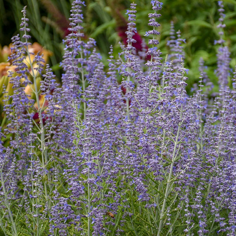 Buzz & Flutter Pollinator Pre-Planned Garden - Image 10