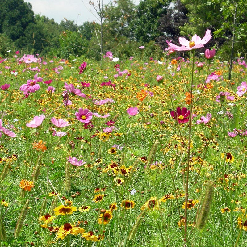 Dry Meadow Wildflower Seed Mix - Image 3