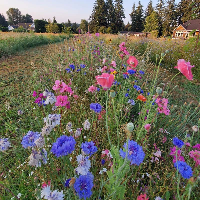 Dry Meadow Wildflower Seed Mix - Image 5