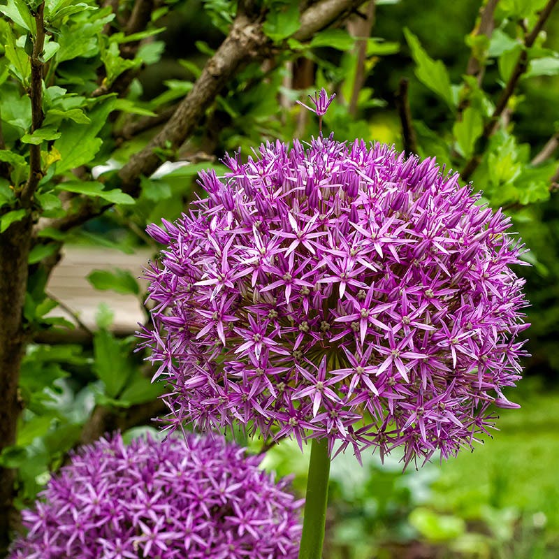 Ambassador Allium - Image 2
