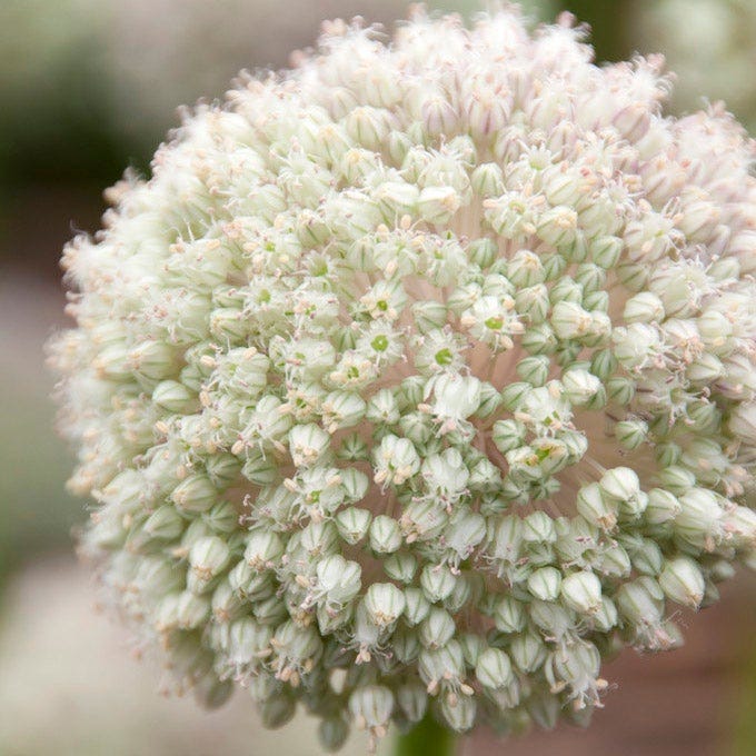 Artful Accents Allium Bulb Collection - Image 3