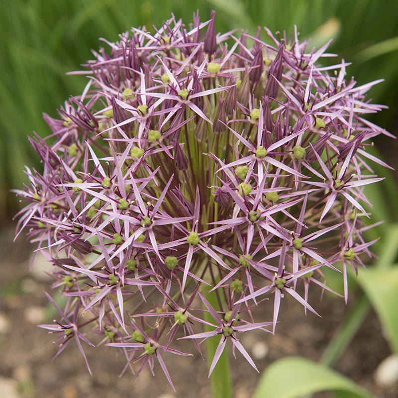 Artful Accents Allium Bulb Collection - Image 4