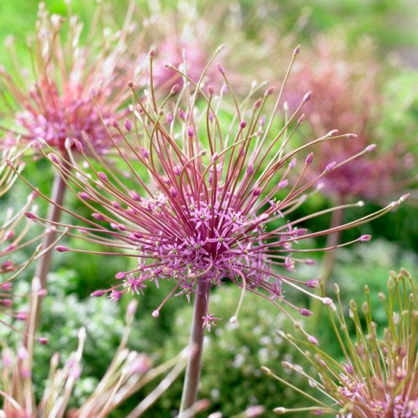 Artful Accents Allium Bulb Collection - Image 5