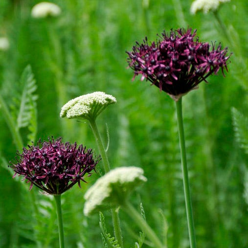 Allium atropurpureum - Image 2