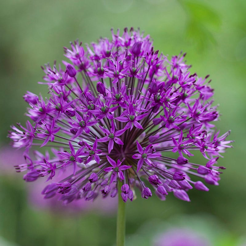 Shades of Allium Bulb Collection - Image 4