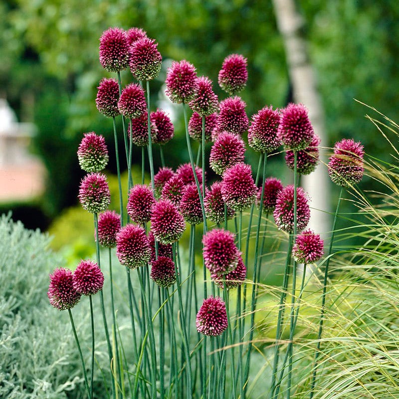 Drumstick Allium - Image 2