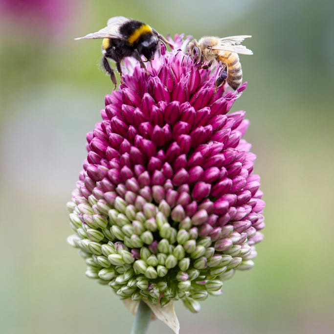 Drumstick Allium - Image 5