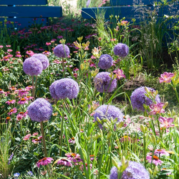 Globemaster Allium - Image 5