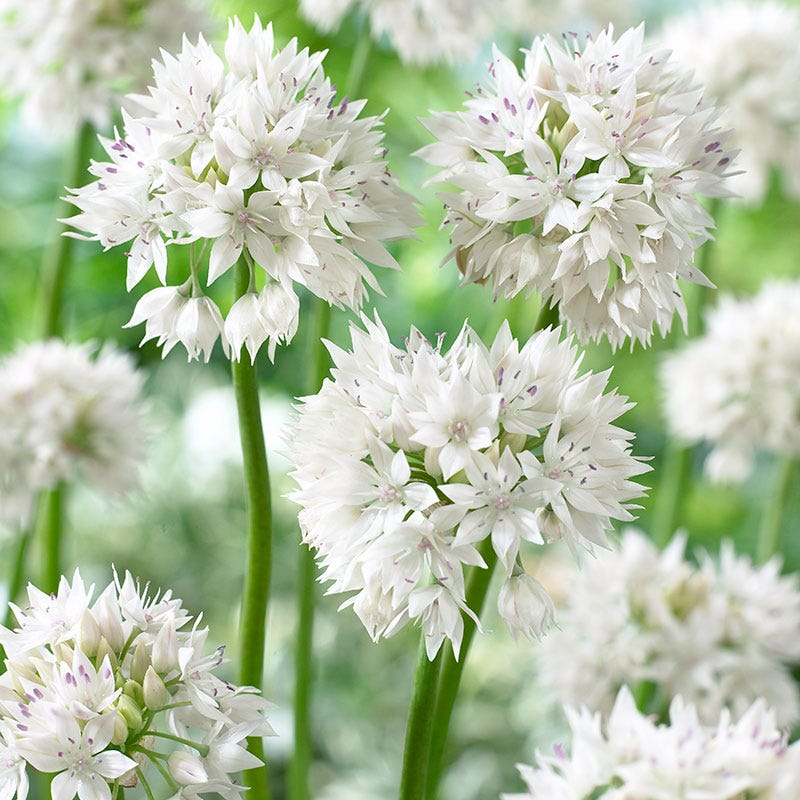 Graceful Beauty Allium - Image 2