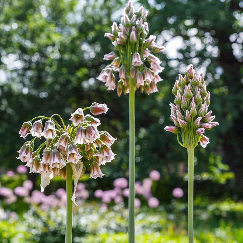 Mediterranean Bells - Image 2