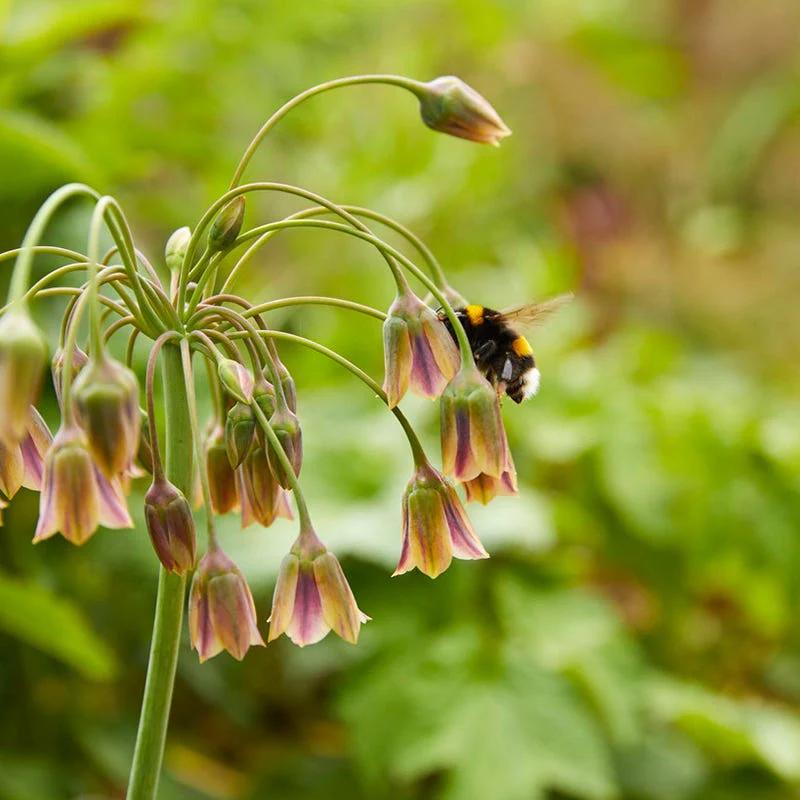 Mediterranean Bells - Image 5