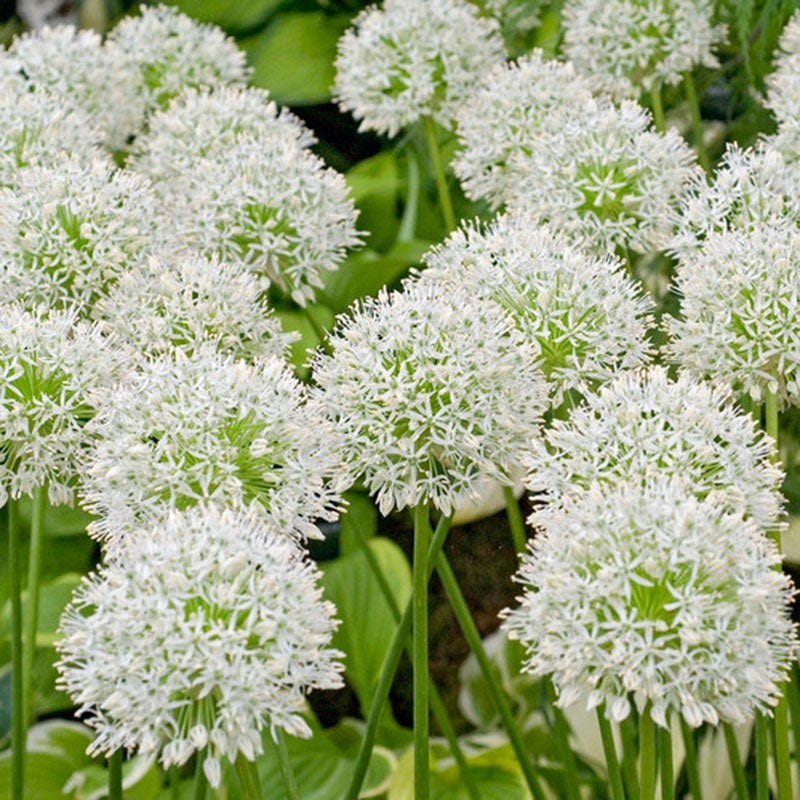 Mount Everest Allium - Image 2