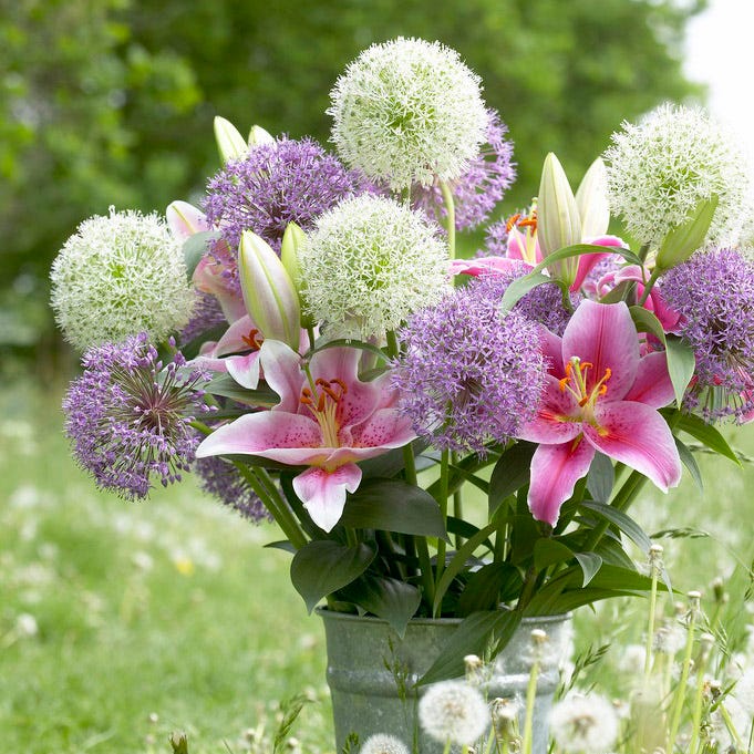 Mount Everest Allium - Image 3