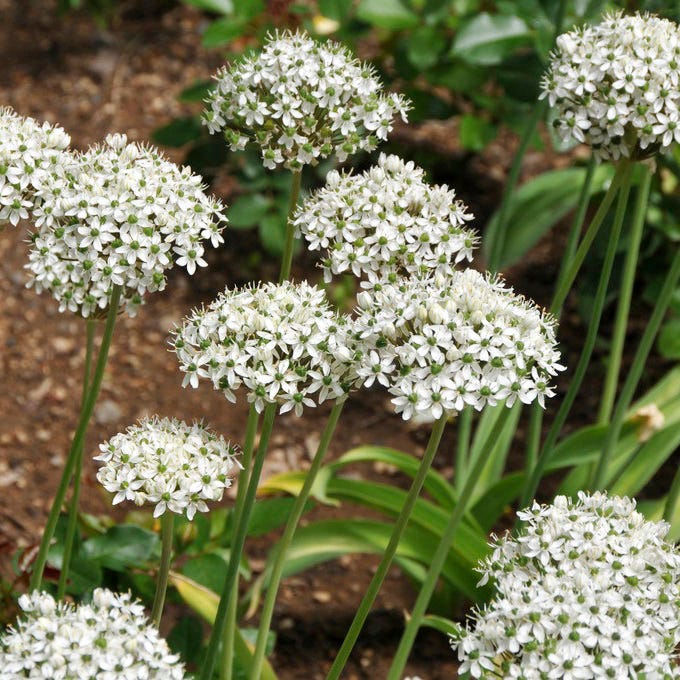 Allium nigrum - Image 3