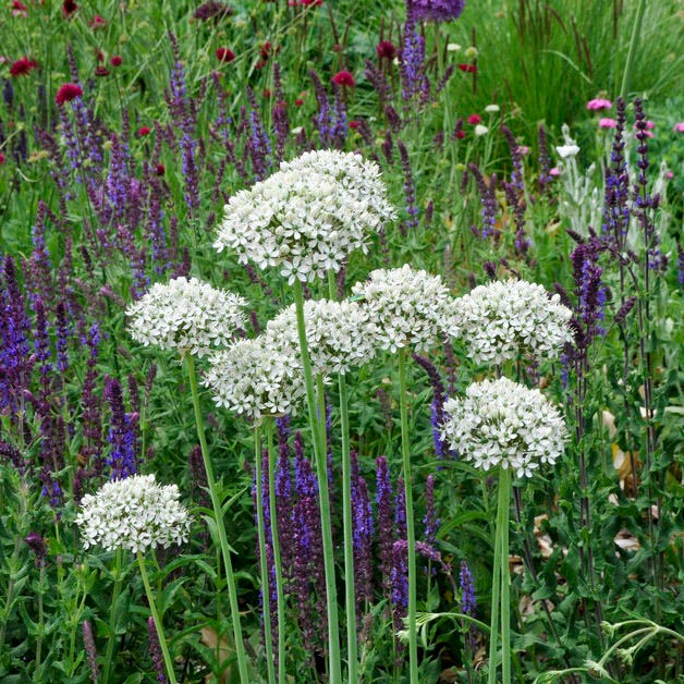 Allium nigrum - Image 4