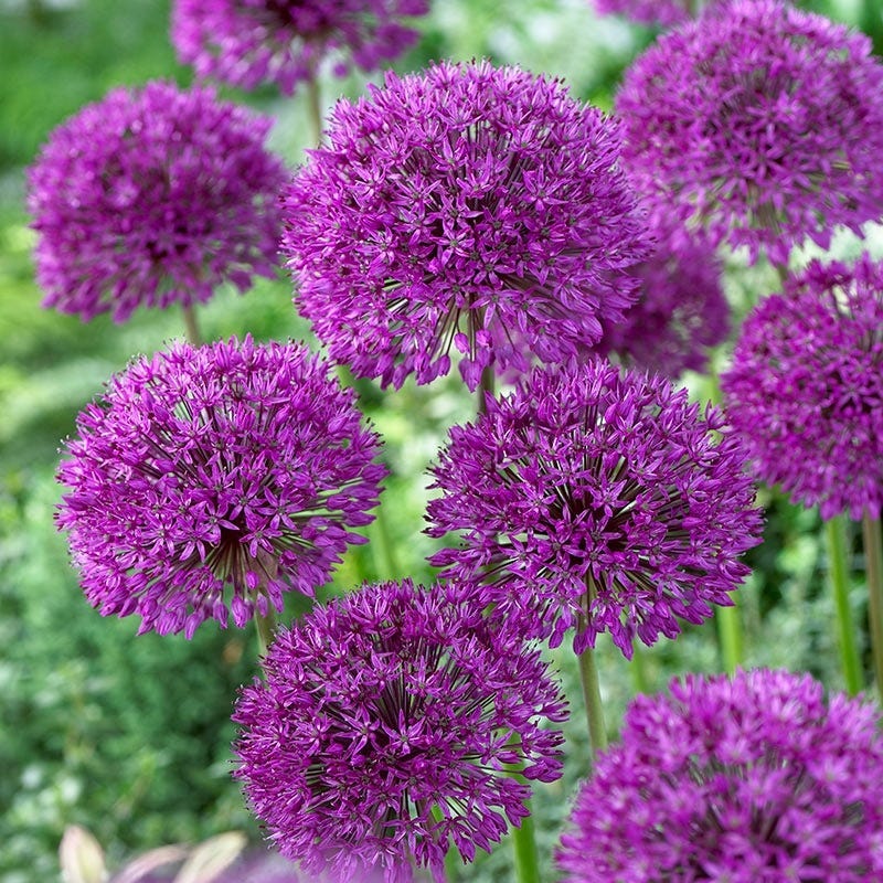 Purple Galaxy Allium Flower Bulb Collection - Image 3