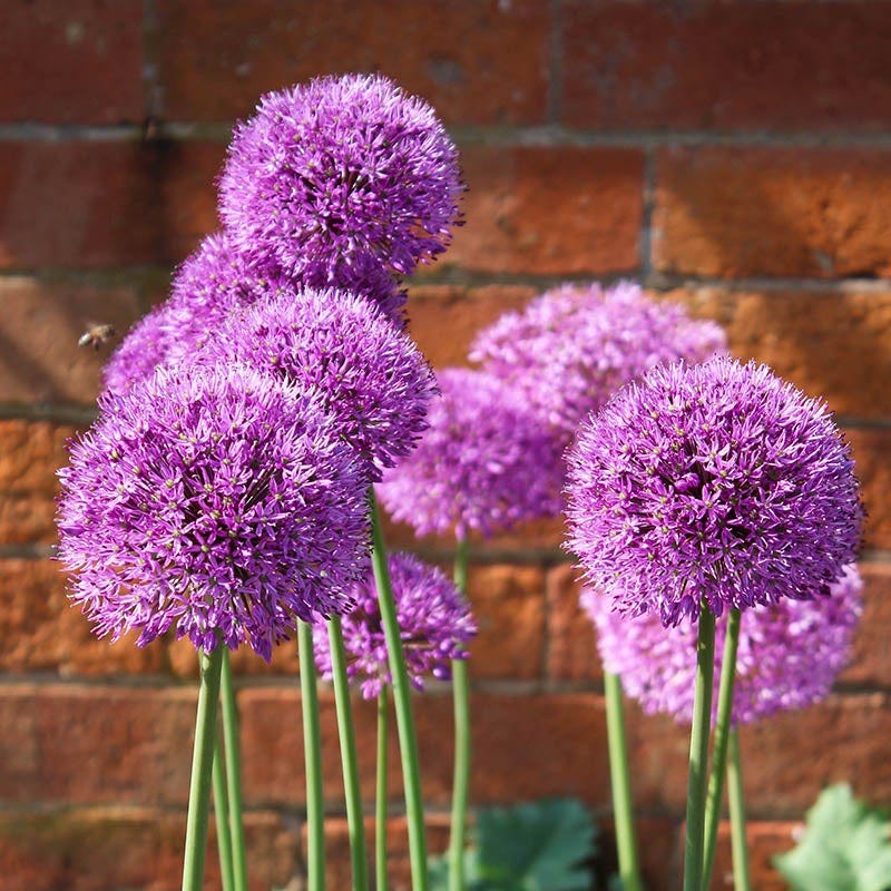 Purple Galaxy Allium Flower Bulb Collection - Image 4