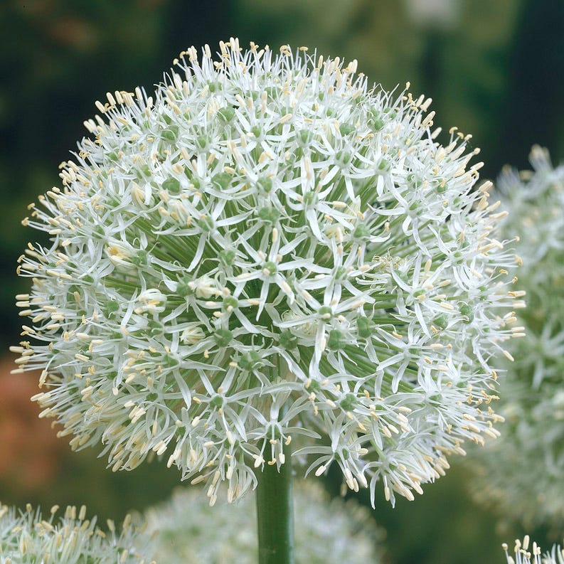 Purple Galaxy Allium Flower Bulb Collection - Image 5