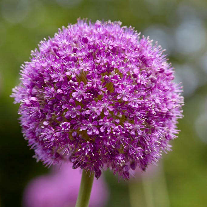 Purple Sensation Allium - Image 2