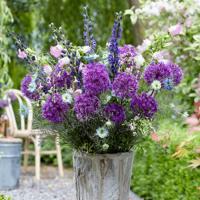 Purple Sensation Allium - Image 4