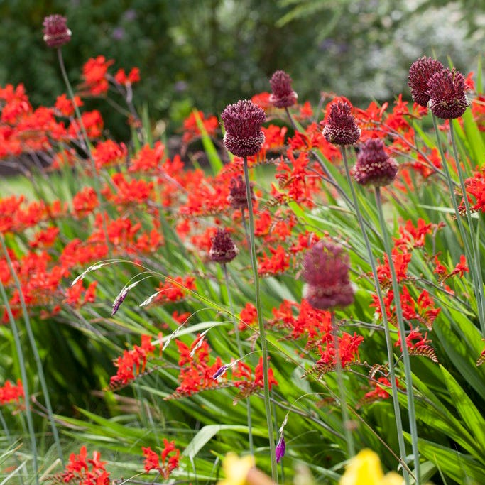 Red Mohican® Allium - Image 2