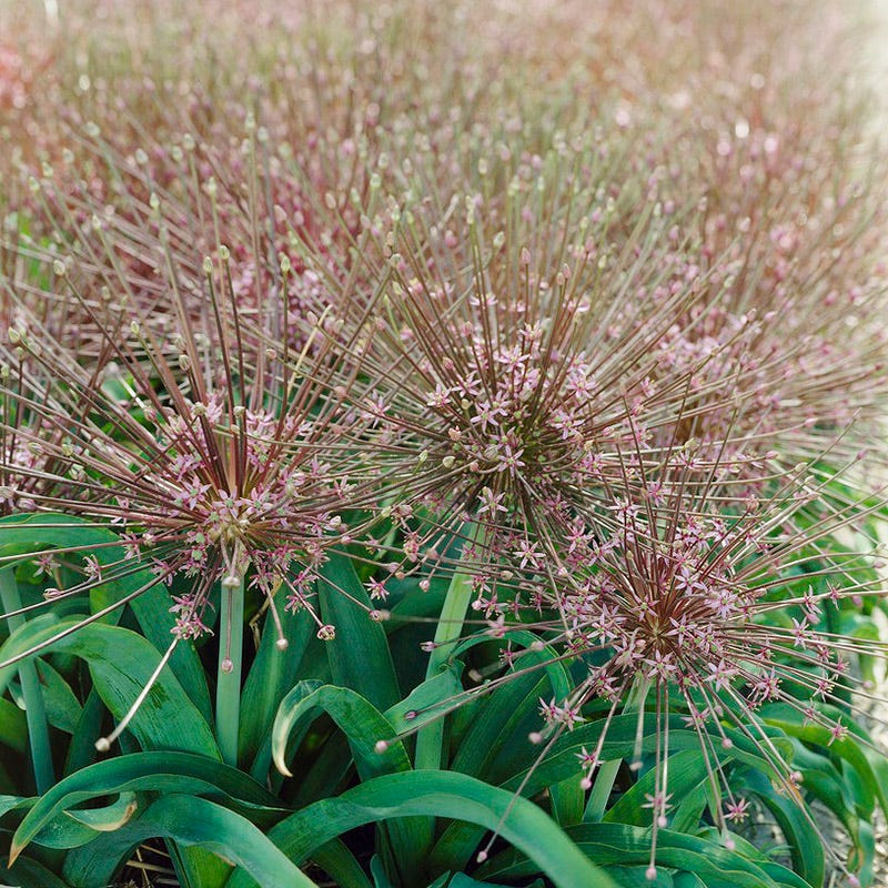 Allium schubertii - Image 3