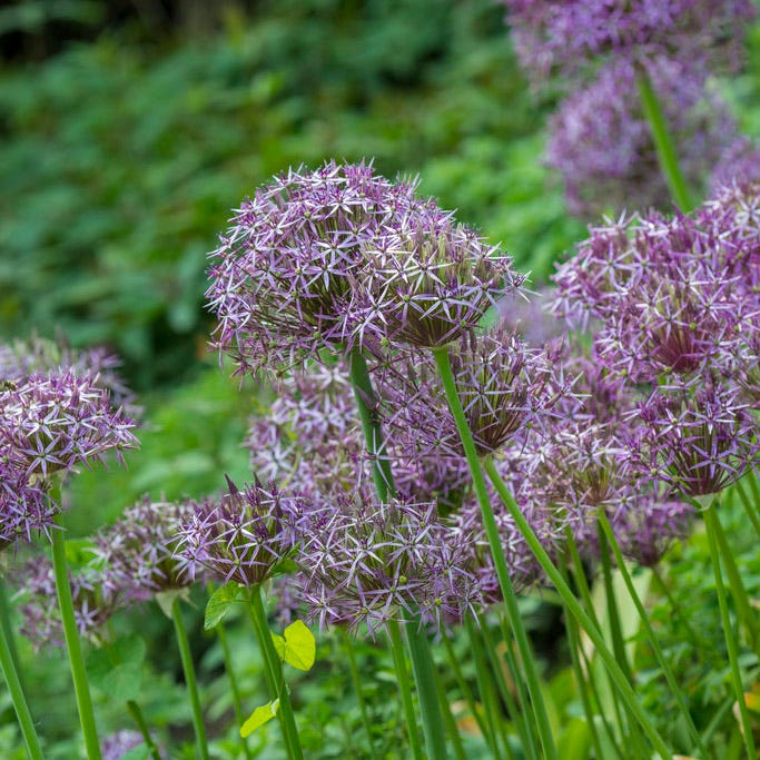 Star of Persia Allium - Image 2